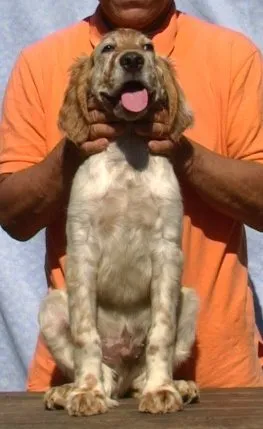 ID：1804-02444の子犬