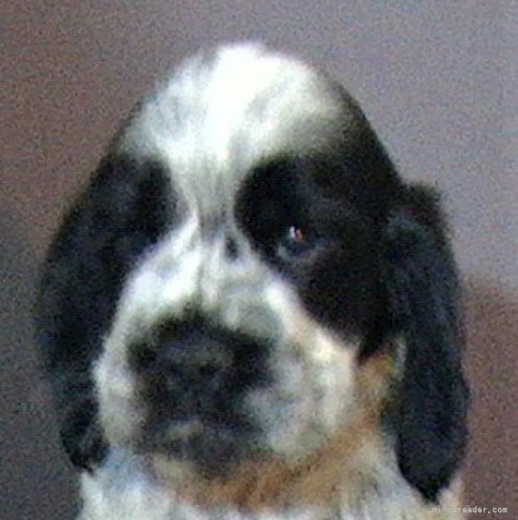 ID：2207-01228の子犬