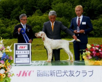 イングリッシュセッター【神奈川県・男の子・2018年2月14日・オレンジ ベルトン】の写真「両親犬　アメリカ　セターリッジ系　ショードッグ」