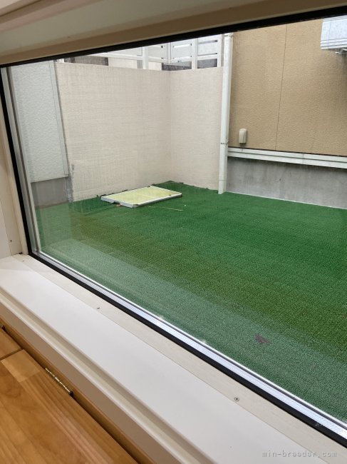 見学スペースから観えるドッグラン｜伊藤　律子(いとう　りつこ)ブリーダー(山形県・トイプードルなど・JKC登録)の紹介写真3