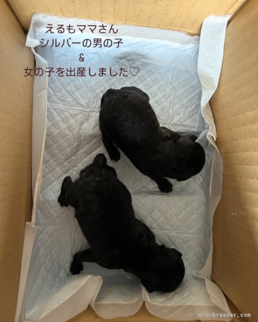 伊藤律子ブリーダーのブログ：えるもママ出産しました♡