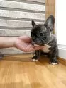 フレンチブルドッグ【山形県・男の子・2025年8月22日・タイガーブリンドル】の写真10