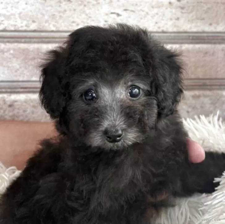 M.S 様のお迎えした子犬