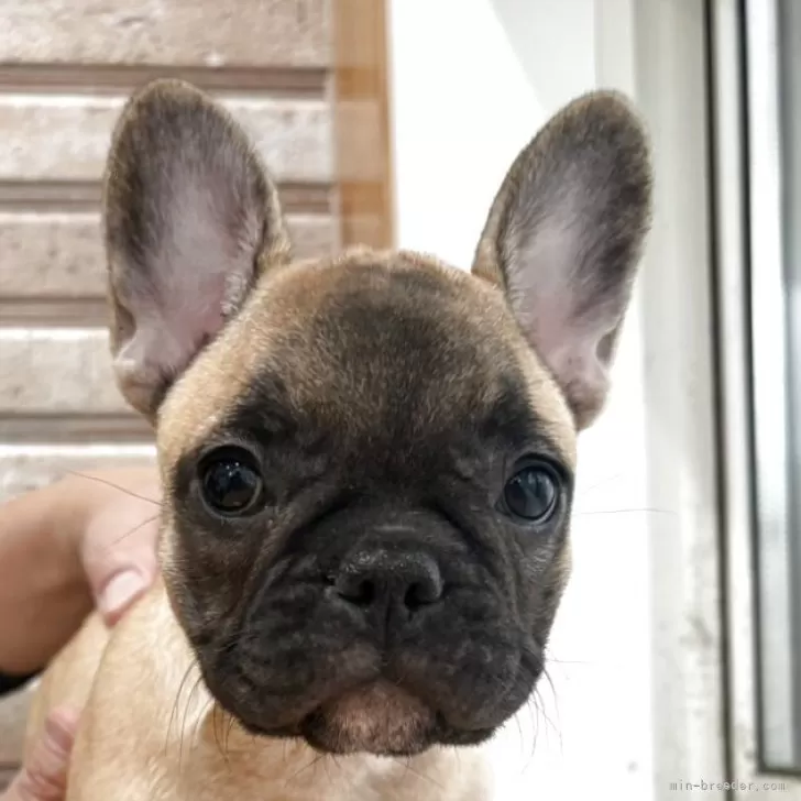 フレンチブルドッグ【山形県・女の子・2025年8月24日・フォーン】の写真1