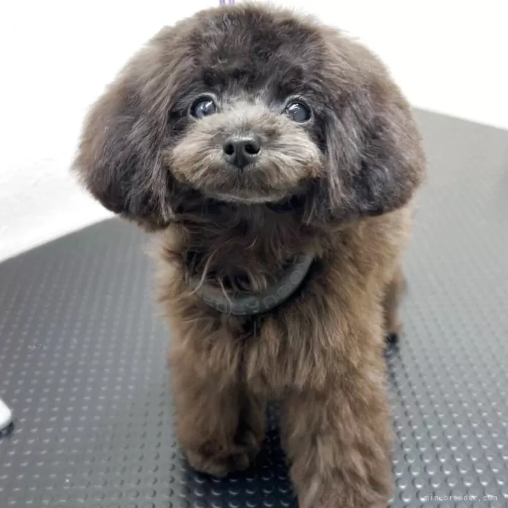 S.S 様のお迎えした子犬