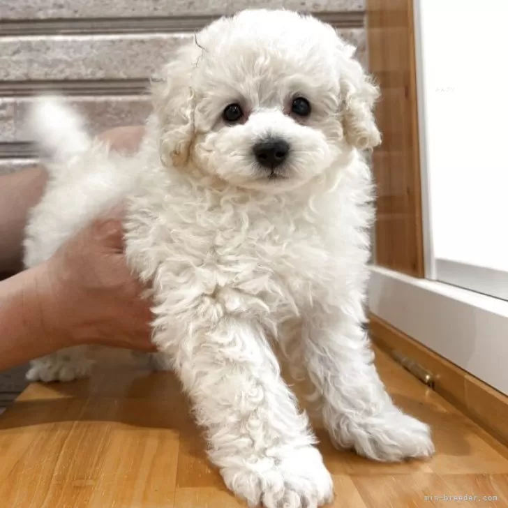 ID：2504-02008の子犬