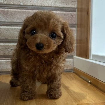 トイプードル(ティーカップ)【山形県・女の子・2024年10月14日・レッド】の写真「お目めくりくり♡ドワーフタイプの可愛い子」