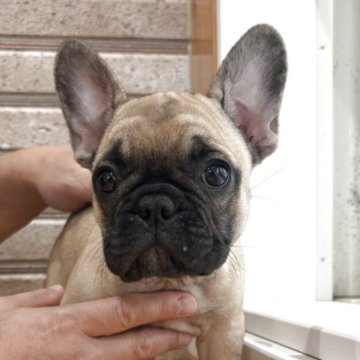 フレンチブルドッグ【山形県・女の子・2025年8月24日・フォーン】の写真「淡い色合いがめちゃめちゃ可愛い😍🩷」