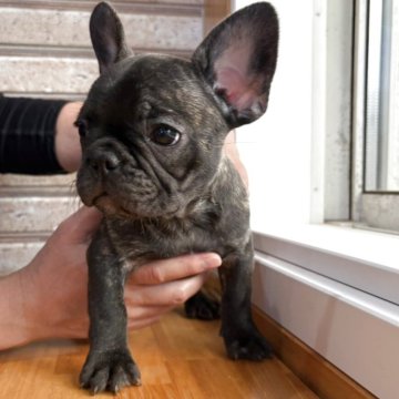 フレンチブルドッグ【山形県・男の子・2025年8月24日・タイガーブリンドル】の写真「お父さんは、デラパルーラ血統！！」