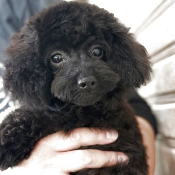 トイプードル(トイ)【山形県・女の子・2025年1月12日・ブラック】の写真「短足系の女の子♡」