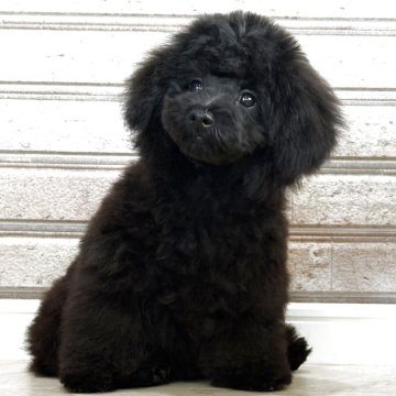 トイプードル(トイ)【山形県・男の子・2025年1月12日・ブラック】の写真「短足系の男の子♡」