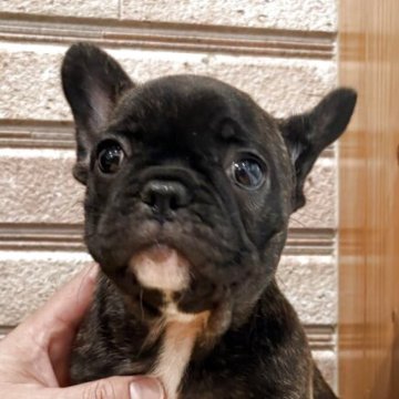 フレンチブルドッグ【山形県・女の子・2025年8月22日・ブリンドル】の写真「お父さんは、デラパルーラ血統！」