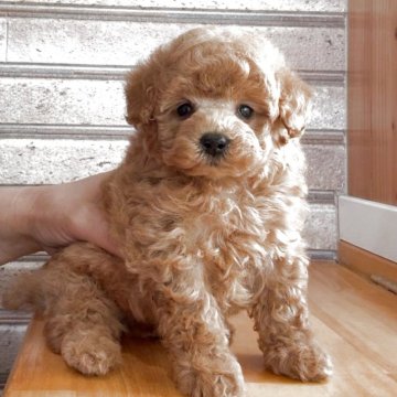 トイプードル(タイニー)【山形県・男の子・2025年4月2日・アプリコット】の写真「可愛い男の子♡」