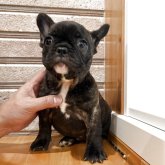 フレンチブルドッグ