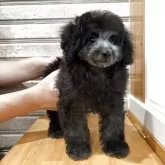 タイニープードル