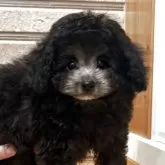 ティーカッププードル