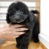 タイニープードル
