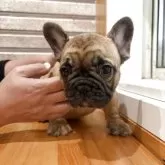 フレンチブルドッグ【山形県・女の子・2025年8月22日・フォーン】の写真2