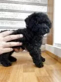 タイニープードル【山形県・男の子・2025年8月19日・ブラック】の写真2