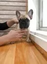 フレンチブルドッグ【山形県・女の子・2025年8月24日・フォーン】の写真3