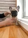 フレンチブルドッグ【山形県・女の子・2025年8月24日・フォーン】の写真4