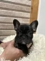 フレンチブルドッグ【山形県・女の子・2024年11月23日・ブリンドル】の写真5