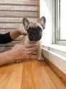 フレンチブルドッグ【山形県・女の子・2025年8月24日・フォーン】の写真6