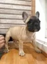 フレンチブルドッグ【山形県・女の子・2025年8月24日・フォーン】の写真6