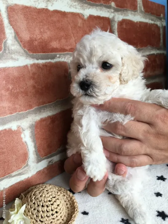 ID：1909-01900の子犬