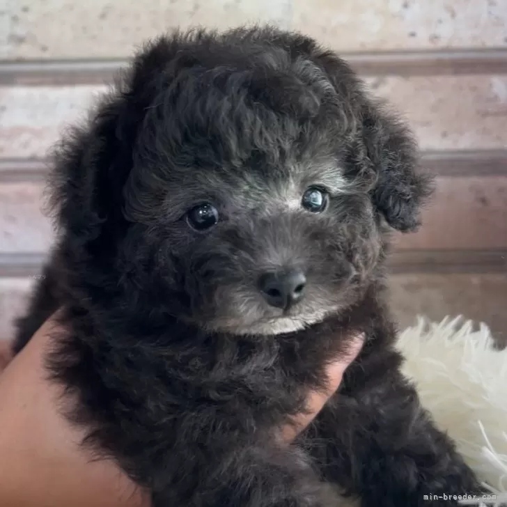 ID：2405-07655の子犬