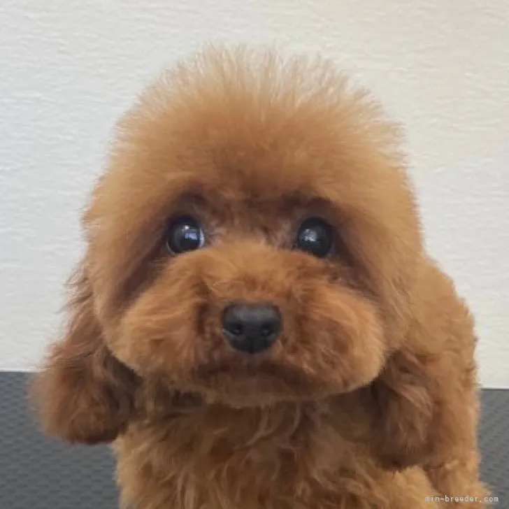 ID：2304-01889の子犬