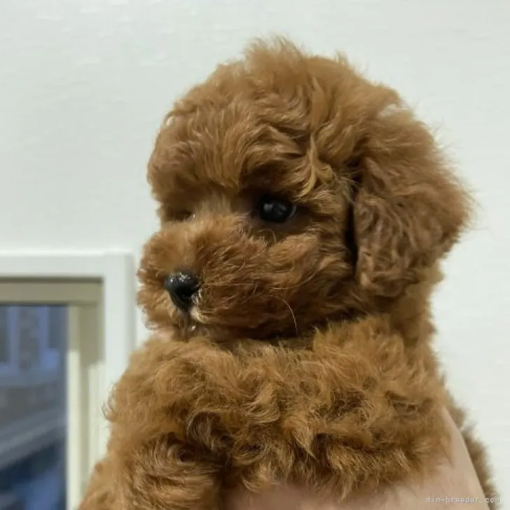 ID：2304-00341の子犬