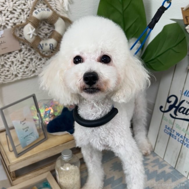 タイニープードル【・女の子・2021年6月30日・ホワイト】