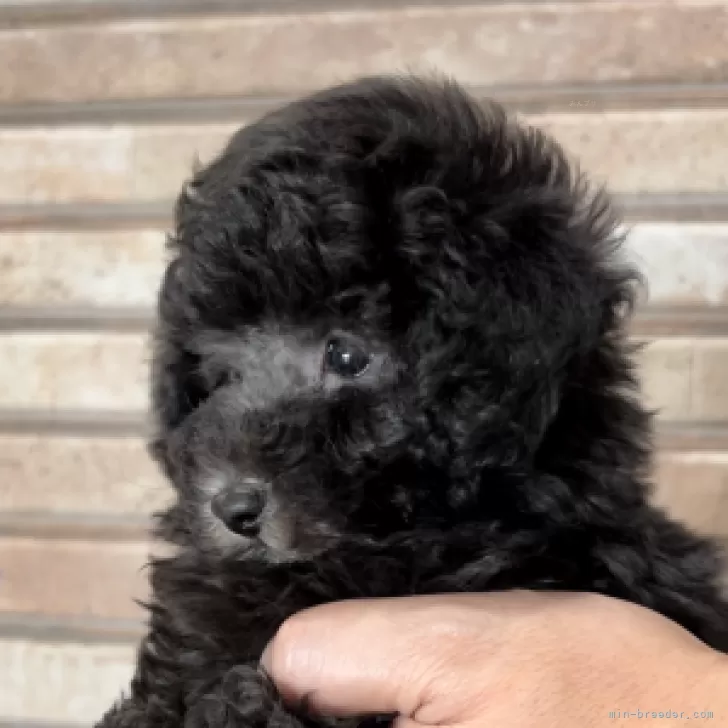 S.T 様のお迎えした子犬