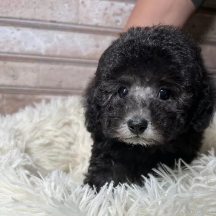 ID：2312-02347の子犬