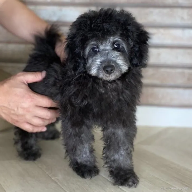 ID:2304-03629の子犬