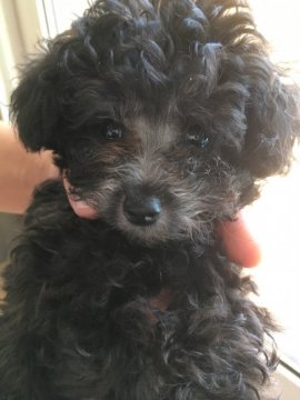 トイプードル(ティーカップ)【山形県・女の子・2019年6月11日・シルバー】の写真「小ぶりで可愛い女の子❣」