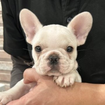 フレンチブルドッグ【山形県・男の子・2023年10月6日・クリーム】の写真「可愛い男の子♡」