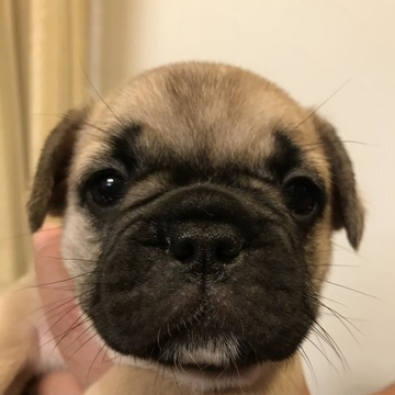 フレンチブルドッグ【山形県・女の子・2022年4月18日・フォーン】の写真「丸顔で、お顔の黒色の入り方が抜群に可愛い女の子！」