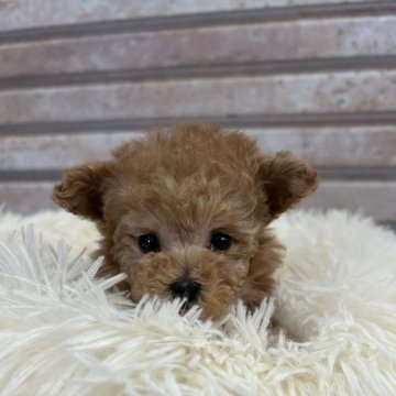 トイプードル(ティーカップ)【山形県・女の子・2023年12月23日・アプリコット】の写真「大人しくて可愛い女の子」