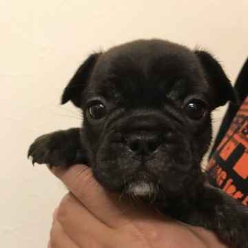 フレンチブルドッグ【山形県・女の子・2022年4月18日・ブリンドル】の写真「丸顔で、ちょっと小ぶりな女の子！」