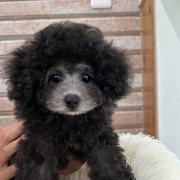 トイプードル(タイニー)【山形県・女の子・2024年4月20日・シルバー】の写真「タイニーサイズ予想の可愛い子」