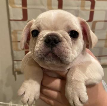 フレンチブルドッグ【山形県・女の子・2022年11月2日・クリーム】の写真「可愛い女の子」