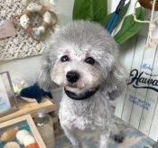 タイニープードル【・女の子・2022年7月3日・シルバー】