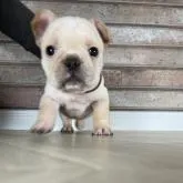 フレンチブルドッグ【山形県・男の子・2022年11月2日・クリーム】の写真2