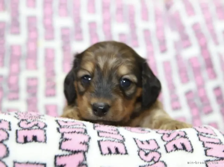 ID：2010-02380の子犬