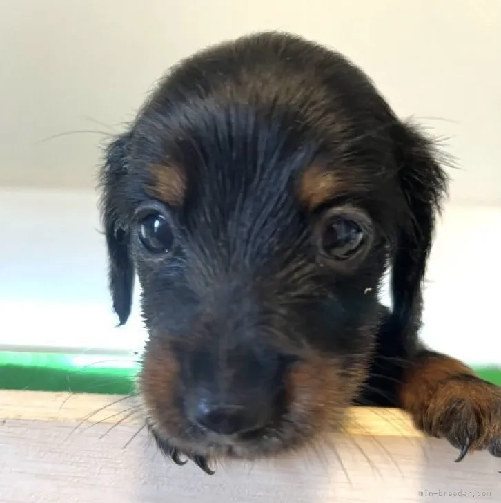 ID：2307-06282の子犬