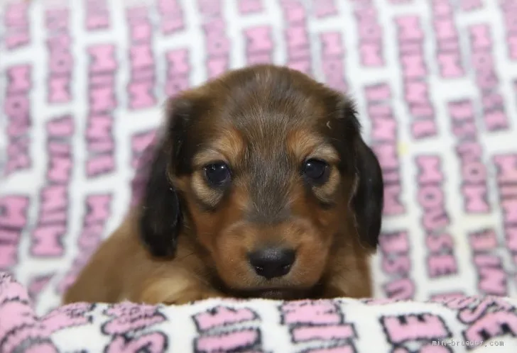 tma.n 様のお迎えした子犬