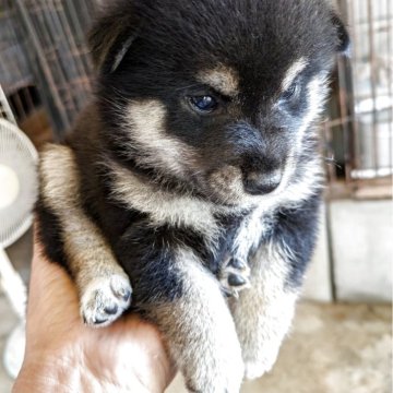 柴犬(標準サイズ)【愛媛県・女の子・2025年7月26日・黒】の写真「可愛いおんなの子たんもはっきりしています。」