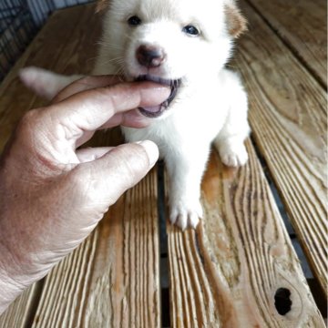 柴犬(標準サイズ)【愛媛県・男の子・2025年7月17日・白】の写真「白の可愛男の子」